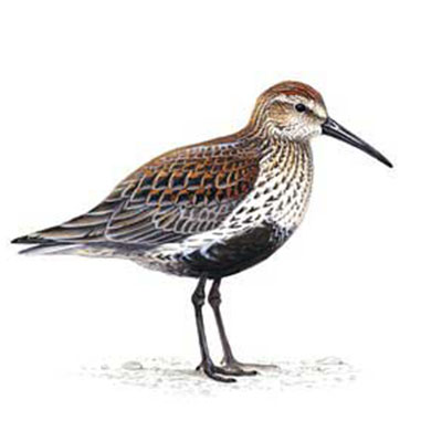 Dunlin