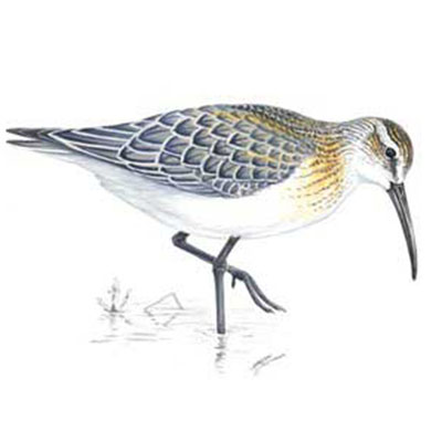 Sandpiper, Curlew