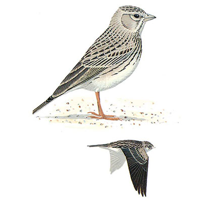 Lark, Lesser Short-toed