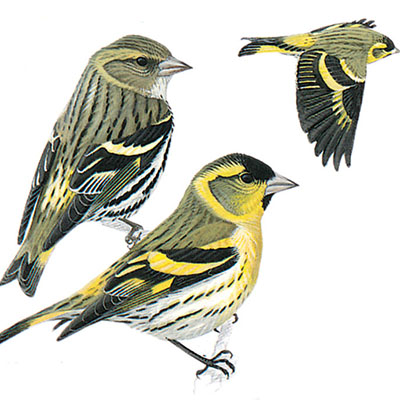 Siskin, Eurasian