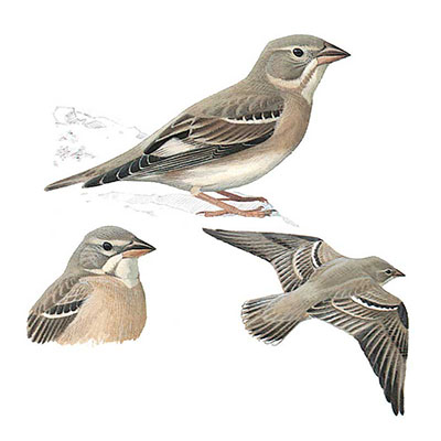 Rockfinch, Pale