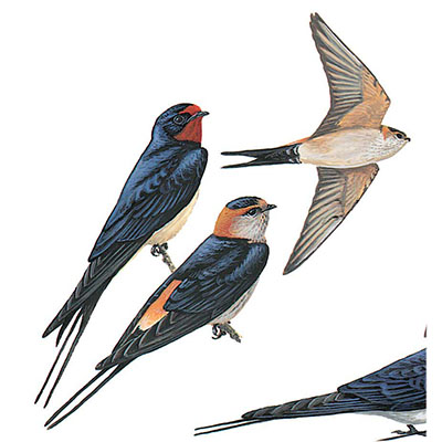 Swallow, Red-rumped