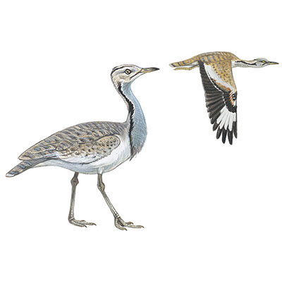 Bustard, Macqueen&#8217;s