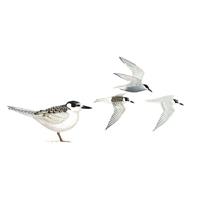 Tern, Whiskered