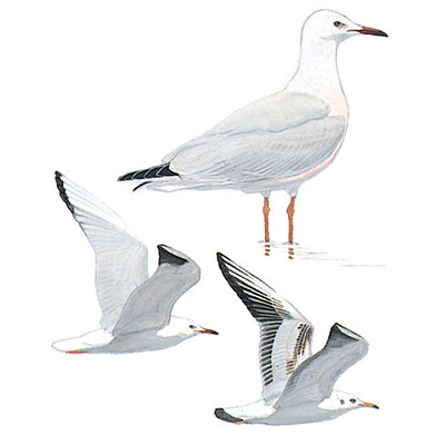 Gull, Slender-billed