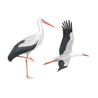 Stork, Western White