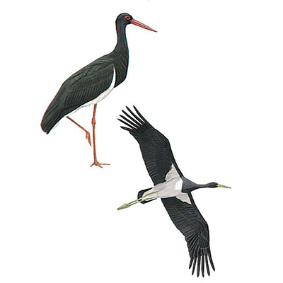 Stork, Black