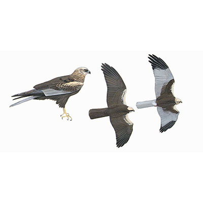 Harrier, Western Marsh