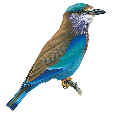 Roller, Indian