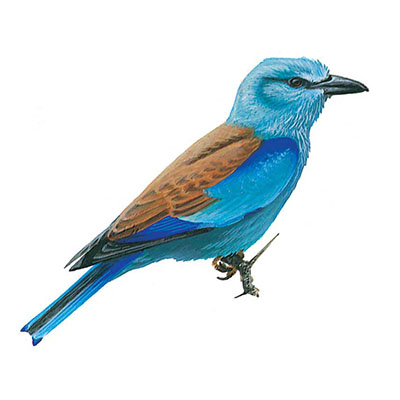 Roller, European