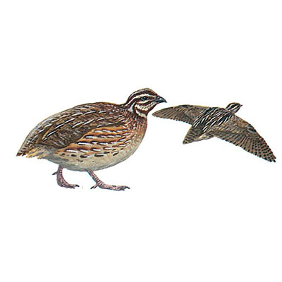 Quail, Common