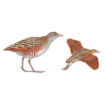 Corncrake