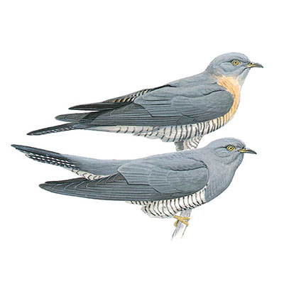 Cuckoo, Common