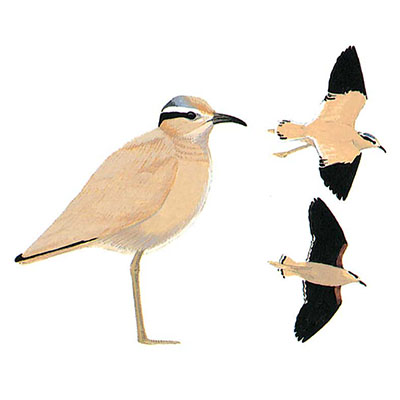 Courser, Cream-coloured