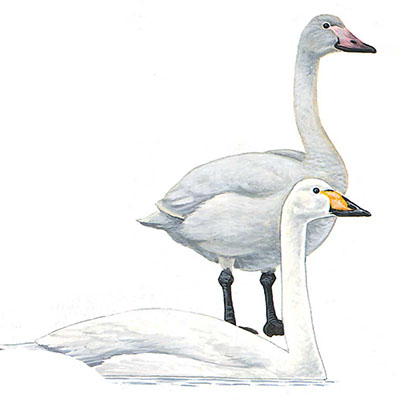Swan, Whooper