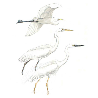 Egret, Western Great