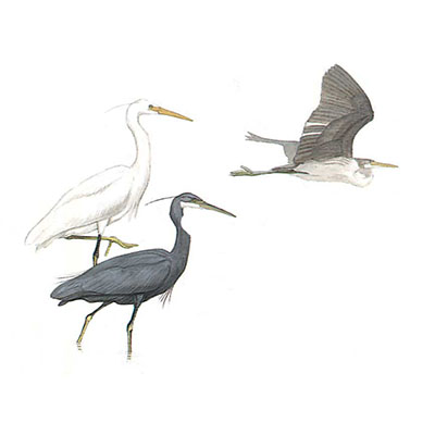 Heron, Western Reef