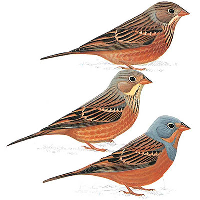 Bunting, Cretzschmar&#8217;s