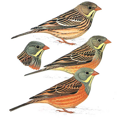 Bunting, Ortolan