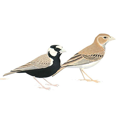 Sparrow-Lark, Black-crowned