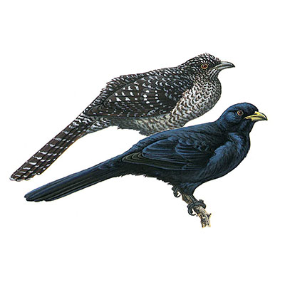 Koel, Asian