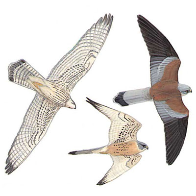 Kestrel, Lesser