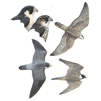 Falcon, Peregrine