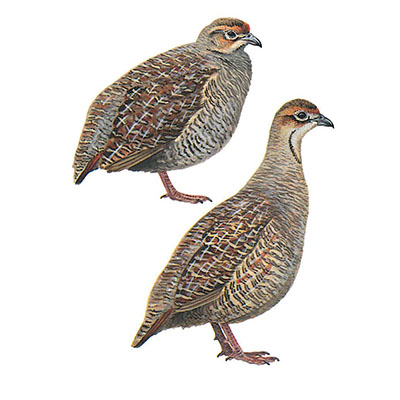 Francolin, Grey