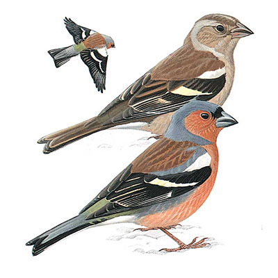 Chaffinch, Common