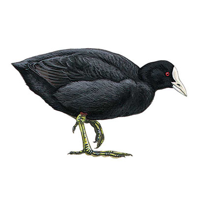 Coot, Eurasian