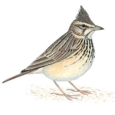 Lark, Crested