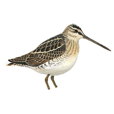 Snipe, Common