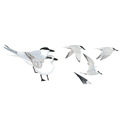 Tern, Gull-billed