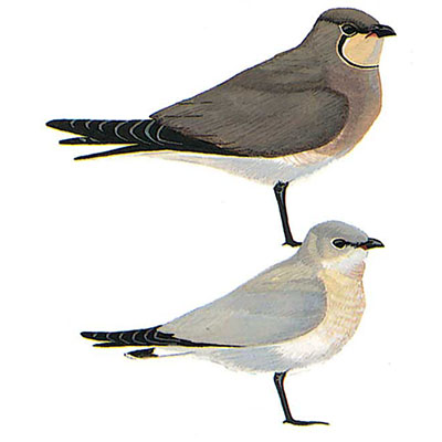 Pratincole, Black-winged