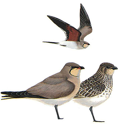 Pratincole, Collared