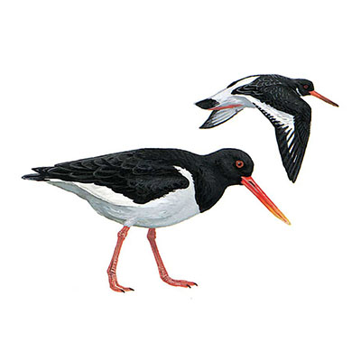 Oystercatcher, Eurasian