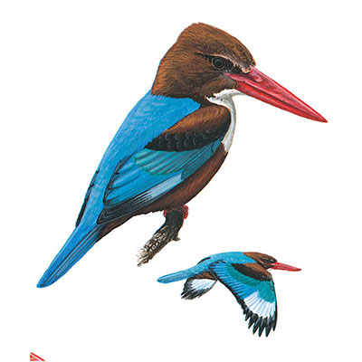Kingfisher, White-throated