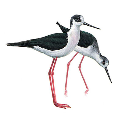 Stilt, Black-winged