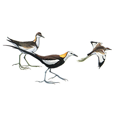 Jacana, Pheasant-tailed