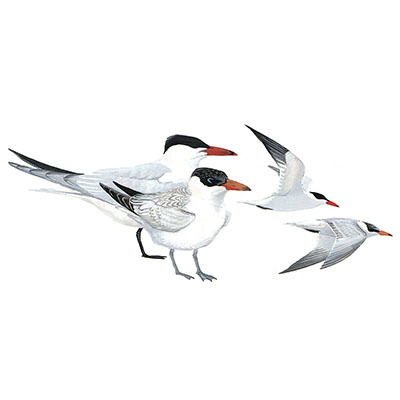 Tern, Caspian