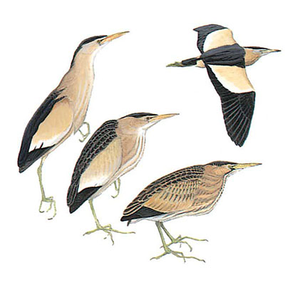 Bittern, Little