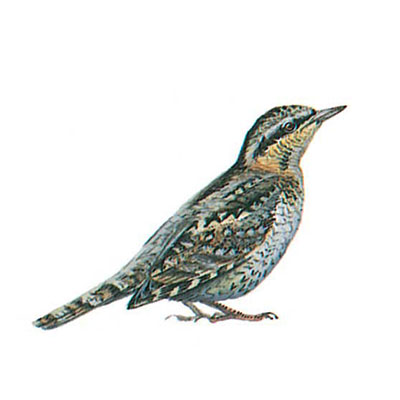 Wryneck, Eurasian