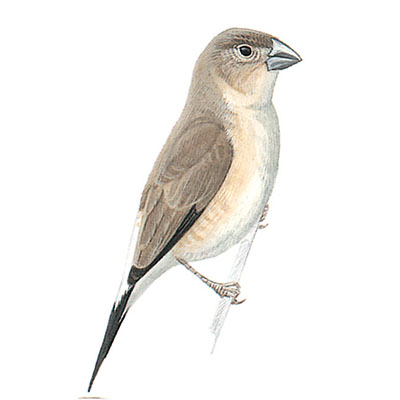 Silverbill, Indian