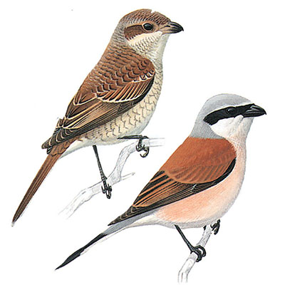 Shrike, Red-backed