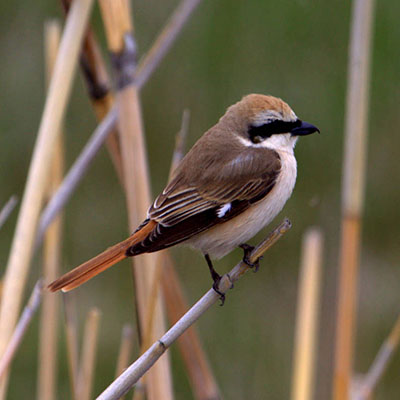 Shrike, Turkestan