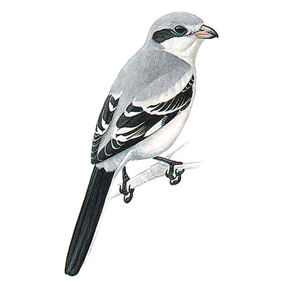 Shrike, Steppe Grey