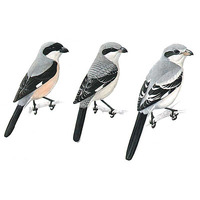 Shrike, Lesser Grey