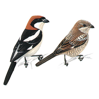 Shrike, Woodchat