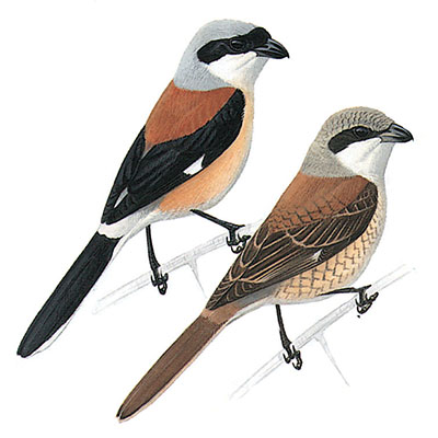 Shrike, Bay-backed