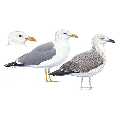 Gull. Heuglin&#8217;s